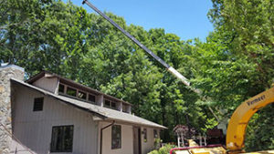 crane service tree removal