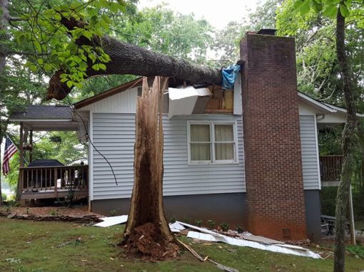 Tree Removal