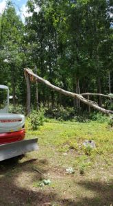 dangerous tree removal