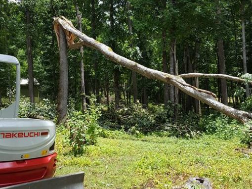 Tree Removal