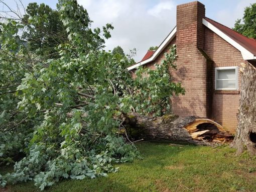 Tree Removal