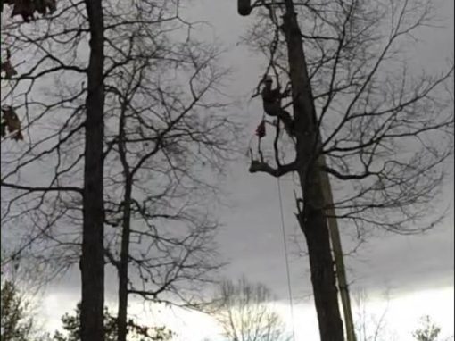 http://youngtreeservice.com/wp-content/uploads/2016/07/rotten-dangerous-tree-removal-2-510x382.jpg