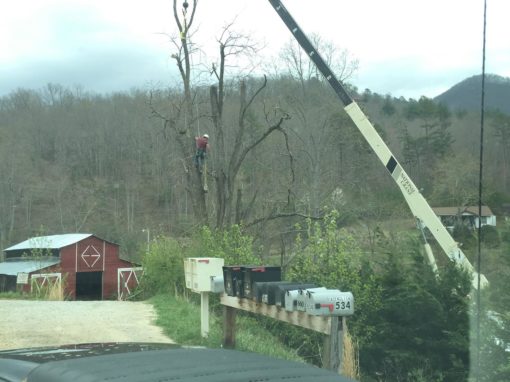 Tree Removal