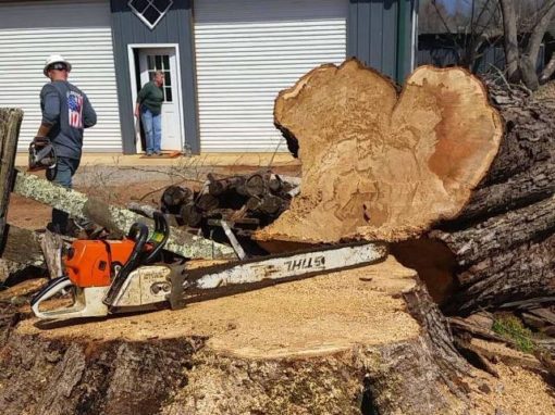 Tree Removal