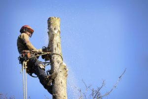 franklin nc tree removal